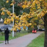 A kertészek 6 olyan fát neveztek meg, amelyet soha ne