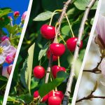 A kertészek 8 olyan fát neveztek meg, amelyeket ősszel nem