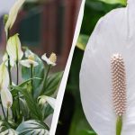 A Spathiphyllum évekig virágzik, ha ősszel távol tartod ugyanarról a