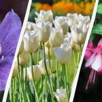 A szakértő 7 olyan növényt nevez meg, amelyet érdemes idén