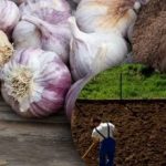 A téli fokhagyma nem szereti: kertész felfedezte a tökéletes ágyás