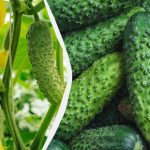 Az uborka a fagyokig kitart: mely fajták vethetők szeptemberben