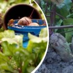 Egyszerű cselekvés augusztusban: egy kertész megosztotta, hogyan lehet a céklát