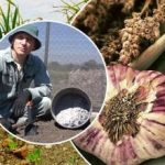 Fokhagyma nő, mint az élesztő: hogyan készítsük elő az ágyakat