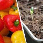 Itt az ideje paprikát ültetni: hogyan kell csinálni, és mely