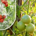 Kétszáz gramm és máris érettek: egy zöldségtermesztő megosztotta nagyapja vegyszermentes módszerét Kétszáz gramm és máris érettek: egy zöldségtermesztő megosztotta nagyapja vegyszermentes