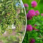 Nincs szükség időjárás-előrejelzésre: mely növények jósolnak esőt Nincs szükség időjárás-előrejelzésre: mely növények jósolnak esőt